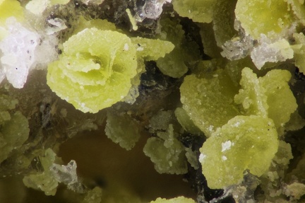 n°169091 -  Mimetite - Longefay (haldes mine) -	Poule les Echarmeaux - Rhône