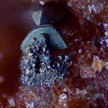 n°183110 - Marcasite - Le Charbonnier (mine) - Les Adrets de l'Esterel - Var