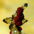Scorodite - Gestoso - Viseu - Portugal