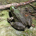 Batée au bord du Rhône