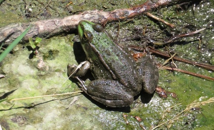 Batée au bord du Rhône