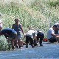 Batée au bord du Rhône