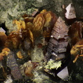 Anatase Brookite Monazite - Massif de la Lauzière - Savoie