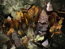 Anatase Brookite Monazite - Massif de la Lauzière - Savoie