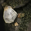 Bertrandite Anatase Quartz - Massif de la Lauzière - Savoie