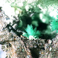 Brochantite -  Mont Roc - Tarn 