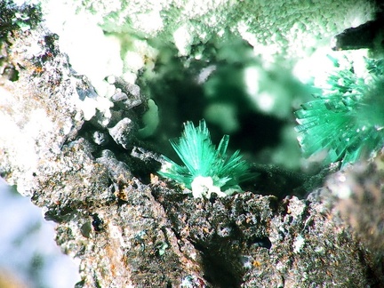 Brochantite -  Mont Roc - Tarn 
