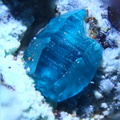 Spangolite - Mont Roc - Tarn