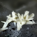Siderite - Mont Roc - Tarn