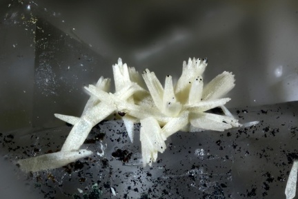 Siderite - Mont Roc - Tarn