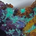 Malachite sur cuprite  - Le Moulinal - St Jean de Jeannes - Tarn