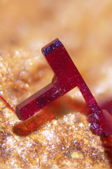 Chalcotrichite - Le Moulinal - St Jean de Jeannes - Tarn