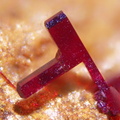 Chalcotrichite - Le Moulinal - St Jean de Jeannes - Tarn