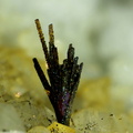Aeschynite-(Y) - Trimouns - Luzenac - Ariège 