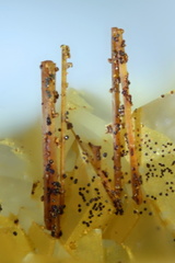 Aeschynite-(Y) - Trimouns - Luzenac - Ariège 