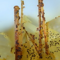 Aeschynite-(Y) - Trimouns - Luzenac - Ariège 
