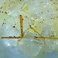 Aeschynite-(Y) - Trimouns - Luzenac - Ariège 
