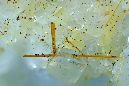 Aeschynite-(Y) - Trimouns - Luzenac - Ariège 