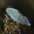 n°120025 - Wulfenite -  Bradesi a Testa - Zonza - Corse-du-Sud