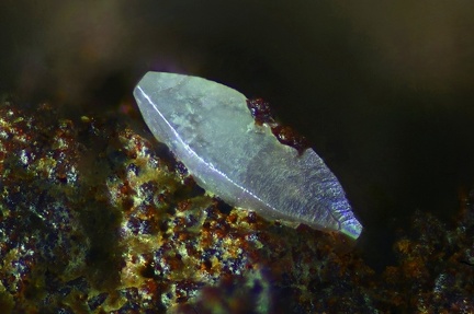 n°120025 - Wulfenite -  Bradesi a Testa - Zonza - Corse-du-Sud
