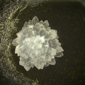 n°197046 - Calcite Pumpellyite - Rivière des Galets -  La Réunion