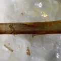 Allanite-(Ce) -  Trimouns - Luzenac - Ariège