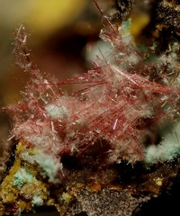Chalcotrichite (cuprite) -  Olmet etVillecun - Hérault