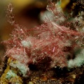 Chalcotrichite (cuprite) -  Olmet etVillecun - Hérault