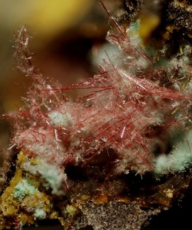 Chalcotrichite (cuprite) -  Olmet etVillecun - Hérault