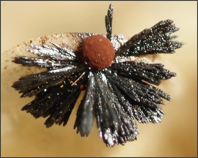 Goethite  dans une loge d'ammonite -  Belmont (carrièreLafarge) - Rhône 