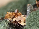 n°173090 - Brookite Anatase - Le Menard - Argentine - Savoie