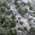 ANDRADITE (var. demantoïde) - Campo Franscia - Lanzada - Val Malenco