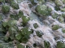 ANDRADITE (var. demantoïde) - Campo Franscia - Lanzada - Val Malenco