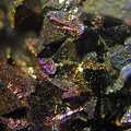 n°159025 - Pyrite -	Wallers Trélon (carrière) - Wallers en Fagne -	Nord