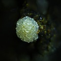 n°197044 - Chabazite  Calcite - Rivière Langevin - Saint Joseph - La Reunion