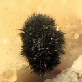 n°181146 - Delafossite - Mont-Roc (mine) - Villefranche d'Albigeois - Tarn	