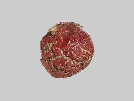 Grenat - Ruisseau de la Roche - Saint-Christophe-sur-Dolaison - Haute-Loire - FP - Taille 1mm