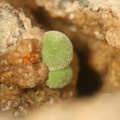 Pyromorphite - La Poype - Vienne - Isère 