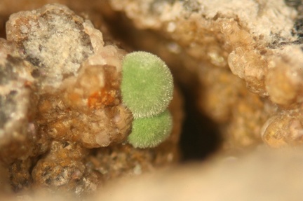 Pyromorphite - La Poype - Vienne - Isère 