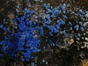 n°130085 - Cyanotrichite-- Arrigas (mine) - Gard
