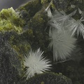 n°115067 - Aragonite - Curebourse (carrière) - Saint Clement - Cantal