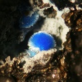 Linarite - La Poype - Vienne - Isère