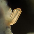 n°163268  - Zircon  Enstatite	- Télésiège du Bois du Loup - Besse-et-St-Anastaise - Puy-de-Dôme
