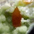 n°183138 Wulfénite sur pyromorphite - Vallaury (mine) - Plan de la Tour - Var