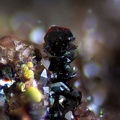 n°183141 Hématite - Lac de la Charbonnière - Fréjus - Var