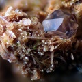 n°183143 -  Orthoclase Quartz - Lac de la Charbonnière - Fréjus - Var - 