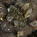 Hinsdalite - Bois de Buzon - Villapourçon - Nièvre