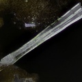 Mimetite -  Bois de Buzon - Villapourçon - Nièvre