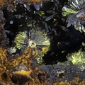 Hinsdalite - Bois de Buzon - Villapourçon - Nièvre