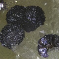 Lépidocrocite - Les Molérats -Saint-Prix - Saint-Léger-sous-Beuvray - Saône-et-Loire